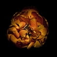 thumbnail image 2 of Carson, Brian 26x26 Gold Ornate Wood Framed with Double Matting Museum Art Print Titled - Orange Peony, 2 of 4