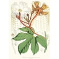 thumbnail image 2 of Walter Fitch Hood 18x24 Gold Ornate Framed and Double Matted Museum Art Print Titled - Hodgsonia Heteroclita, Hook. Fil. Et Thoms. (Male Plant) (1855), 2 of 4