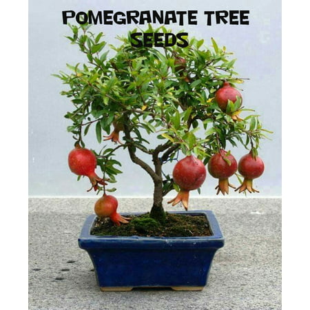 10 Pomegranate Tree Seeds (Best Way To Store Pomegranate Seeds)