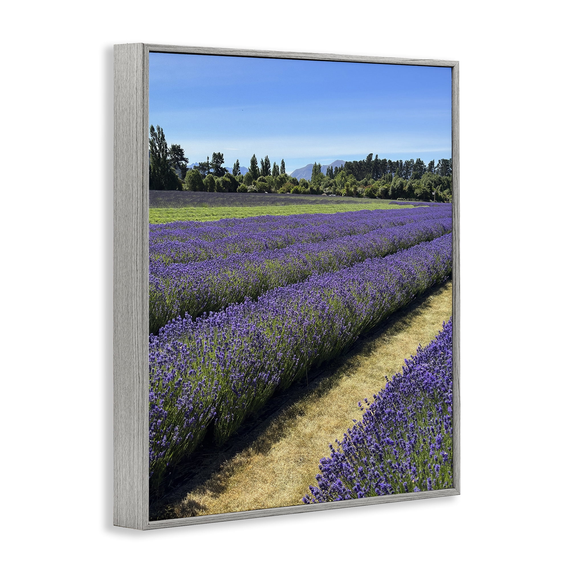 Stupell Industries Lavender Path Landscape Landscape Photography Gray Framed Art Print Wall Art, 24 x 30