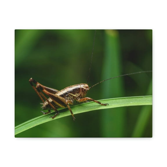Majestic Cricket Art Majestic Cricket Print Animal Wall Art Wildlife Canvas Prints Wall Art Ready to Hang Unframed