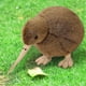 thumbnail image 2 of Kiwi Bird Plush Toy, Stuffed Animal Furry Kiwi Plushie Doll, Soft Fluffy Like Real Bird Hugging Toy - Present for Every Age & Occasion, 2 of 5