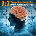 thumbnail image 2 of Modelo anatómico WICHEMI: cerebro humano en 8 partes, tamaño natural, 2 of 8