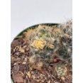 thumbnail image 2 of Mammillaria prolifera, Little Candle, Rare Cactus, 4 inch Pot, Well Rooted, 2 of 8