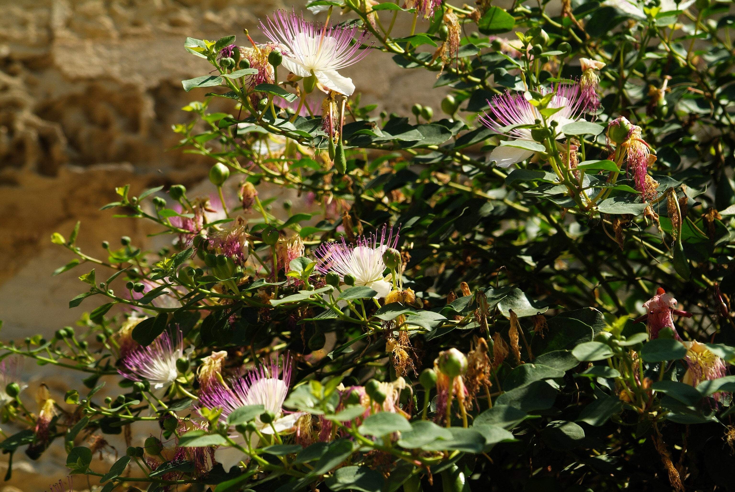 20 Seeds CAPER BUSH Edible Capers Flinders Rose Flower