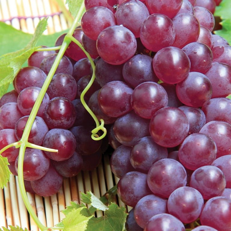 ★Grape／Live Grape MTItMzI4OC5qcGVn.jpeg