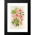 thumbnail image 2 of Charles Antoine Lemaire 17x24 Black Modern Framed Museum Art Print Titled - Azalea Indicates (Hybrida) Charles Enke (1854-1896), 2 of 5