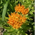 thumbnail image 5 of Butterfly Milkweed Seeds, 5 of 8