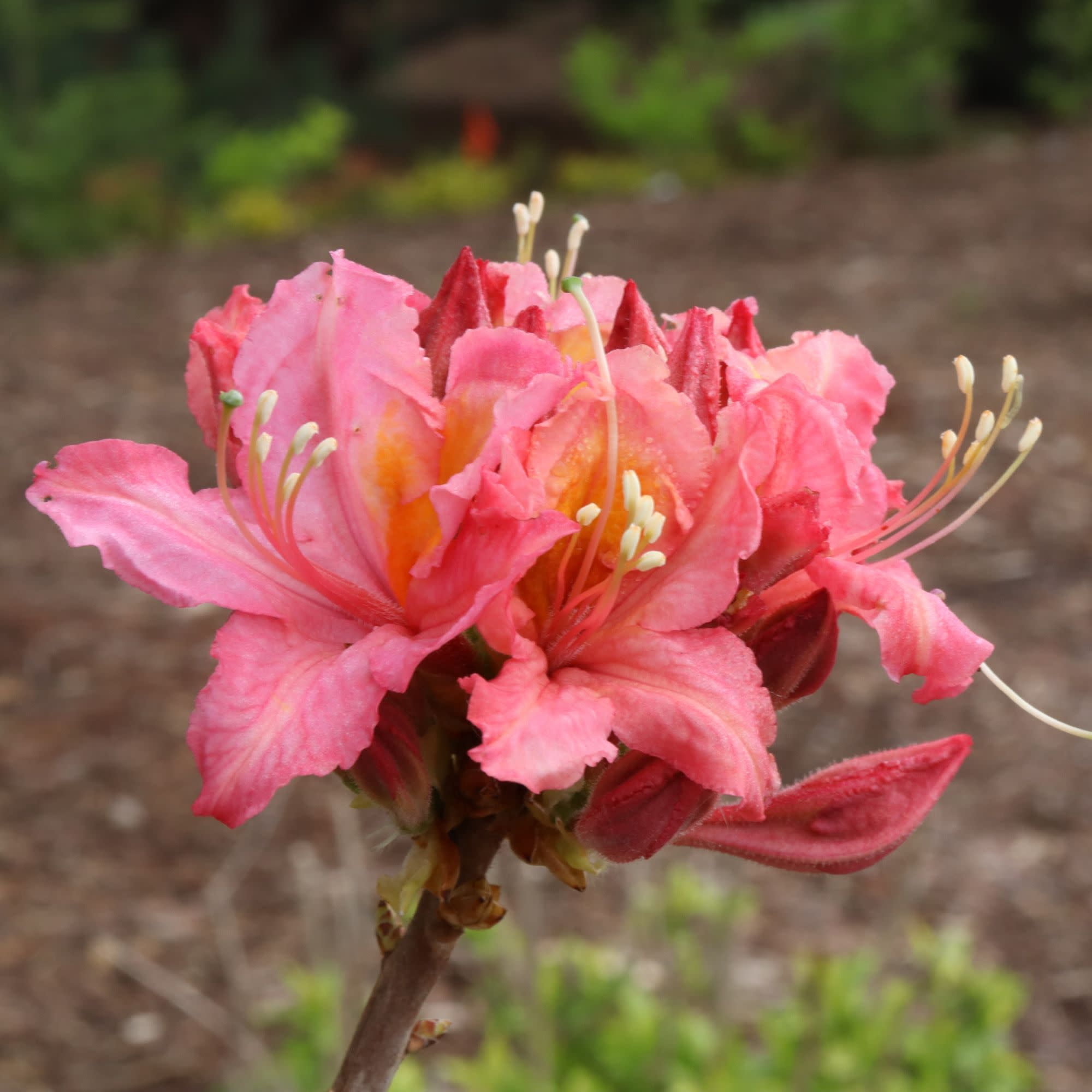 Proven Winners ColorChoice 5" Sweet Reward Pink Azalea Live Plant in 4.5" Pot (4 Count)