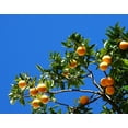thumbnail image 2 of Orange Fruit Tree-3 Gal. Pot-Hawaii Live Plant, 2 of 4