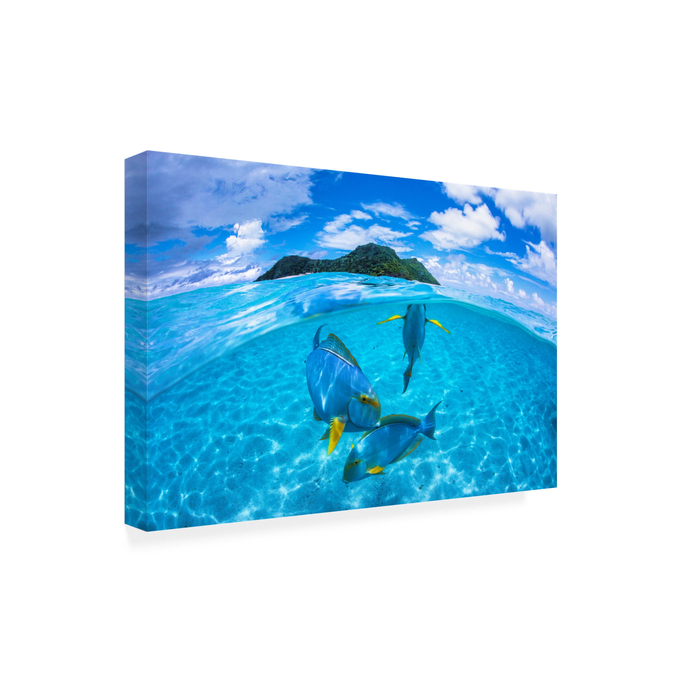 Trademark Fine Art Barathieu Gabriel Surgeon Fish Trio Canvas Wall Art