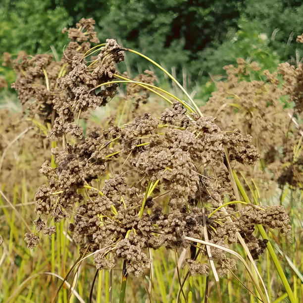 Everwilde Farms 1 Lb Wool Grass Native Grass Seeds Gold Vault Bulk