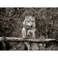 thumbnail image 2 of Fitzharris, Tim 32x25 Black Ornate Wood Framed with Double Matting Museum Art Print Titled - Gray wolf Sepia, 2 of 4
