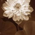 thumbnail image 3 of Swanson, Rebecca 12x12 Black Modern Framed Museum Art Print Titled - Lotus Welcome, 3 of 5