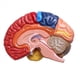 thumbnail image 3 of 4X Modelo AnatóMico Cerebral AnatomíA 1: 1 Medio Cerebro Tallo Cerebral Suministros de Laboratorio de Enseñanza MéDica, 3 of 5