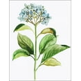 thumbnail image 2 of Pi Studio 26x32 Black Ornate Wood Framed with Double Matting Museum Art Print Titled - Little Hydrangea, 2 of 4