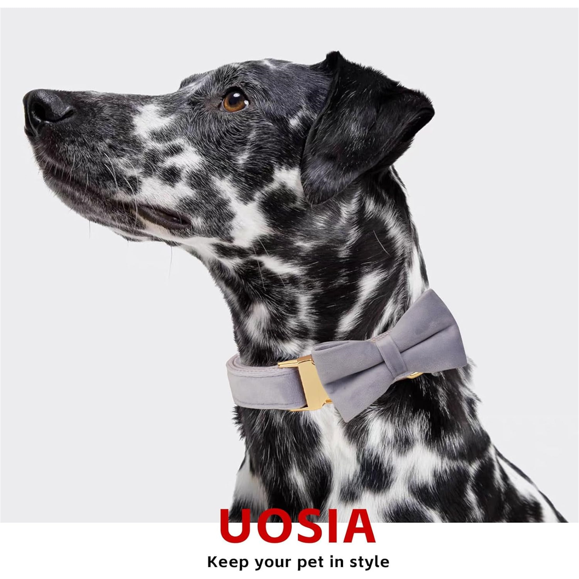 Collar & Leash Set with Metal Buckle No Pull Dog Harness,  Includes Flower，Bow & Poop Bag,Light Purple,S