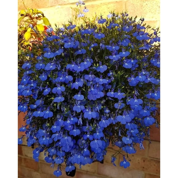 HIGHGW 1000+ Blue Creeping Thyme Seeds for Planting Perennial Landscaping Ground Cover Non-GMO Ficoszo Serphyllum Thyme