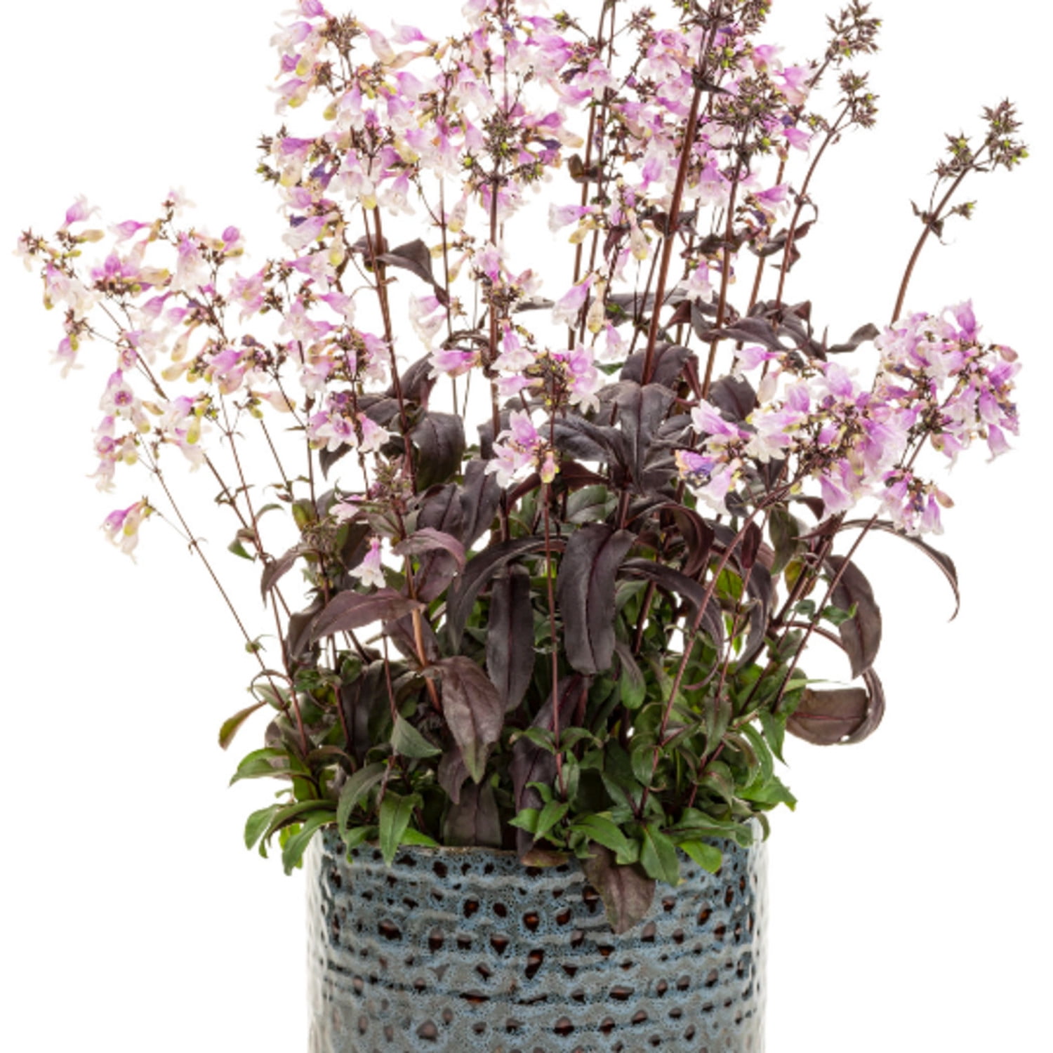 Proven Winners 6" Purple 'Midnight Masquerade' Beardtongue Live Plant in 7.5" Pot