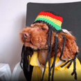 thumbnail image 4 of Sombrero de lana con rastas a la moda para mascotas de Halloween, bonito, novedad, decoración divertida, disfraz de fiesta, accesorios divertidos de ropa para gatos, gatitos pequeños Feliz Sencillez, 4 of 5