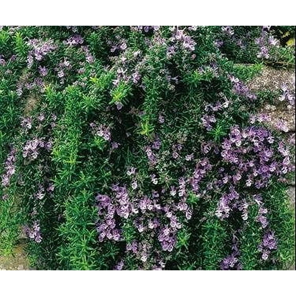 Trailing Rosemary Plant Herb - Non-GMO - Two (2) Live Plants - Not Seeds - Each 3"-7" Tall - In 3.5 Inch Pots - Prostrate Creeping Rosemary