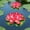 Red, variant on Ovzne Floating Foam Lotus Flower – Blue Artificial Water Lily for Pond,Pool Spring Garden Decor