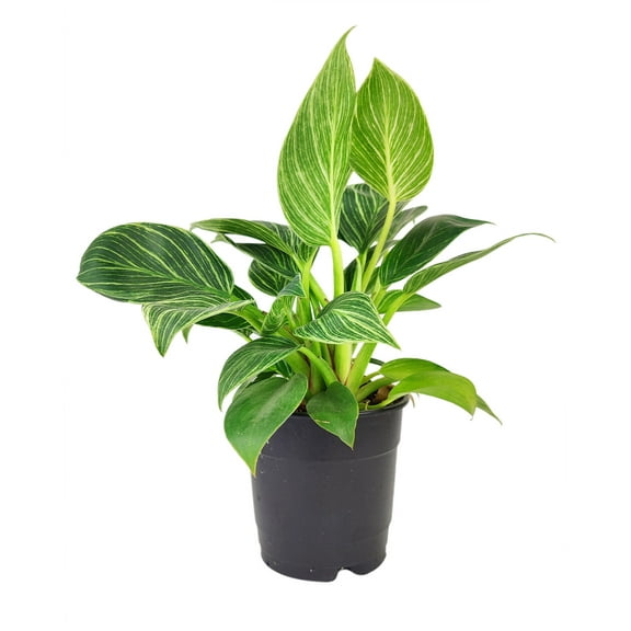 Philodendron Birkin (5"  Plastic Pot) - Rare Variegated Houseplant - Easy to Care Houseplant for Beginners