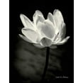thumbnail image 2 of Van Swearingen, Debra 20x24 Black Ornate Wood Framed with Double Matting Museum Art Print Titled - Lotus Flower X, 2 of 4