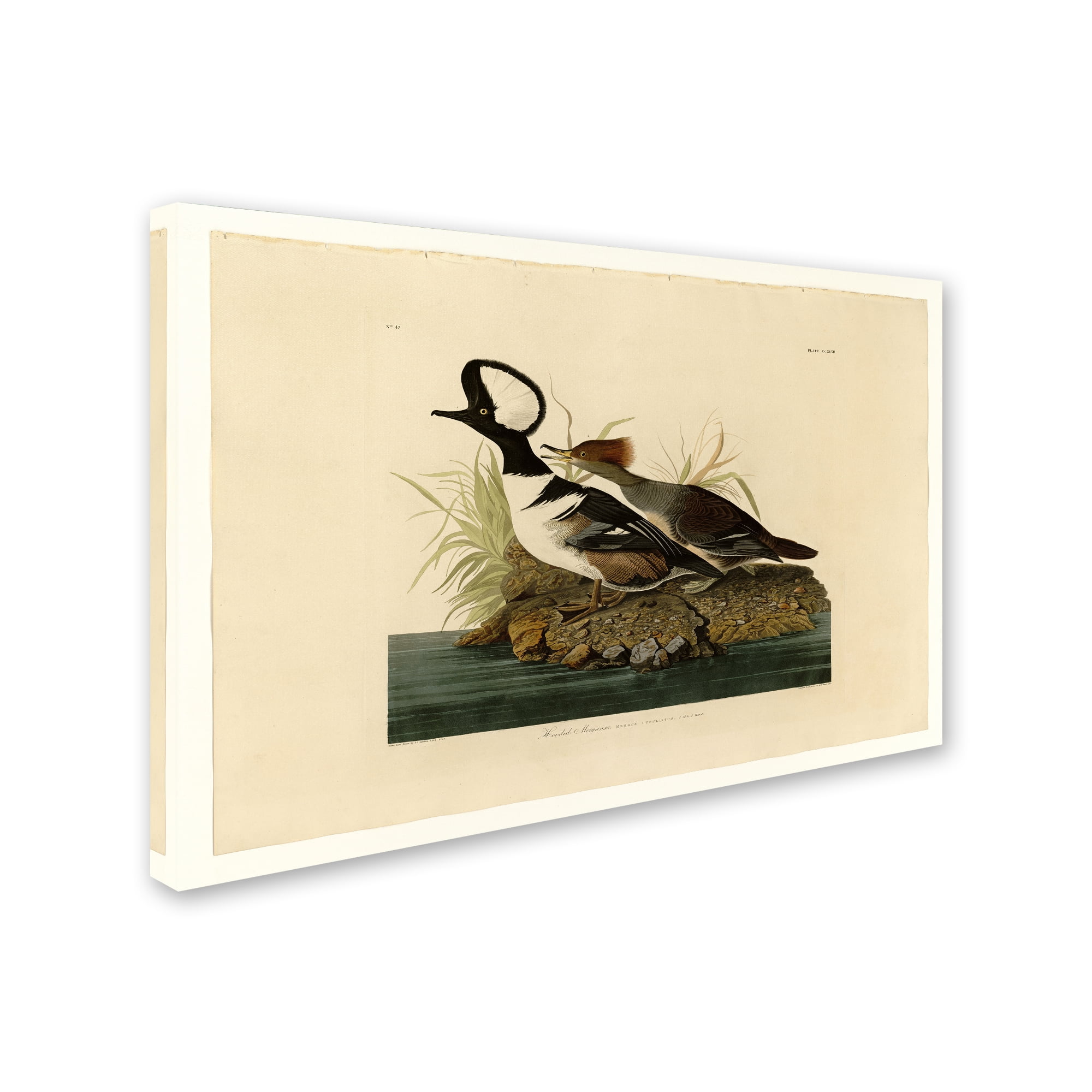 Trademark Fine Art 'Hooded Merganserplate 232' Canvas Art by Audubon
