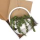 thumbnail image 2 of Plantas de hilo de perlas artificiales con maceta y cordón para oficina en casa (2 unidades), 2 of 8