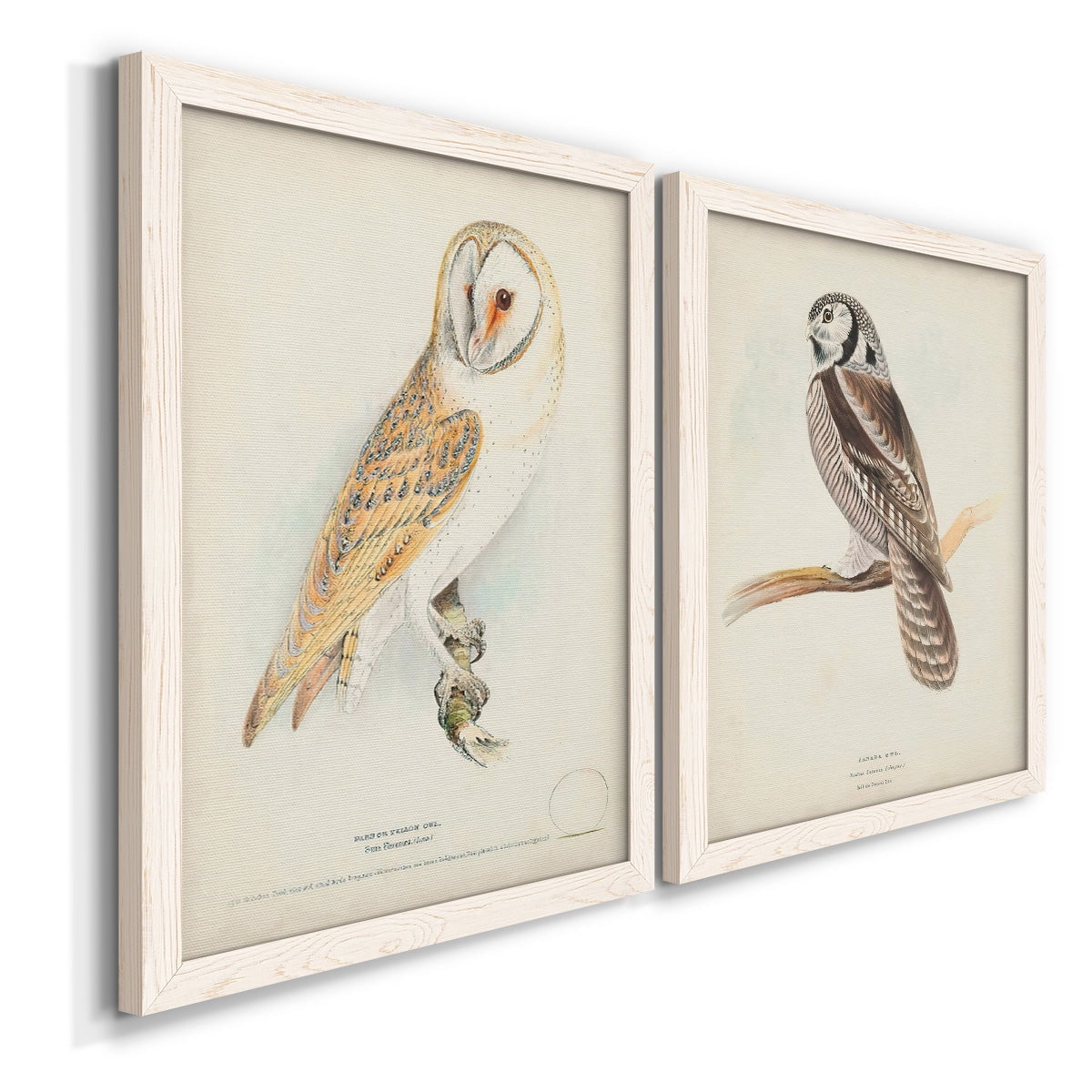 Barn Owl - Premium Framed Canvas 2 Piece Set - Ready to Hang