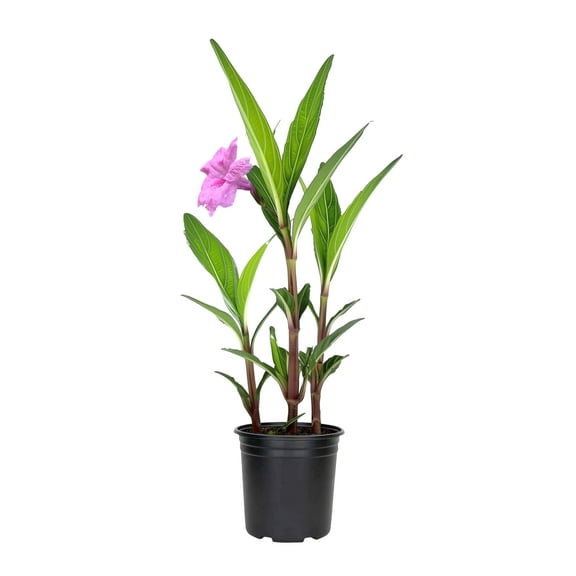 Mexican Petunia Pink | 1 Live 4 Inch Plant | Ruellia Brittoniana | White Flowering Landscape Pollinator | Heat Tolerant Groundcover | Outdoor Perennial for Gardens Borders Walkways Containers