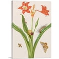 thumbnail image 1 of ARTCANVAS Barbados Lily With Bullseye Moth Leaf-Footed Bug 1702 Canvas Art Print by Maria Sibylla Merian - Size: 40" x 26" (0.75" Deep), 1 of 9
