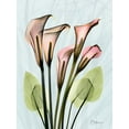 thumbnail image 2 of Koetsier, Albert 12x14 White Modern Wood Framed Museum Art Print Titled - Calla Lily Crystalis 1, 2 of 4