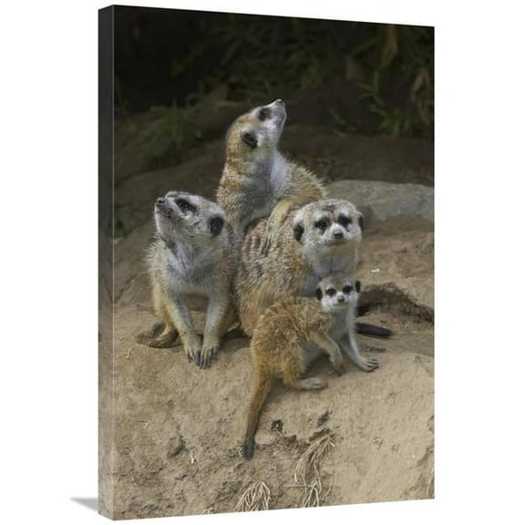 20 x 30 in. Meerkat Group Huddling Together, Native to Africa Art Print - San Diego Zoo