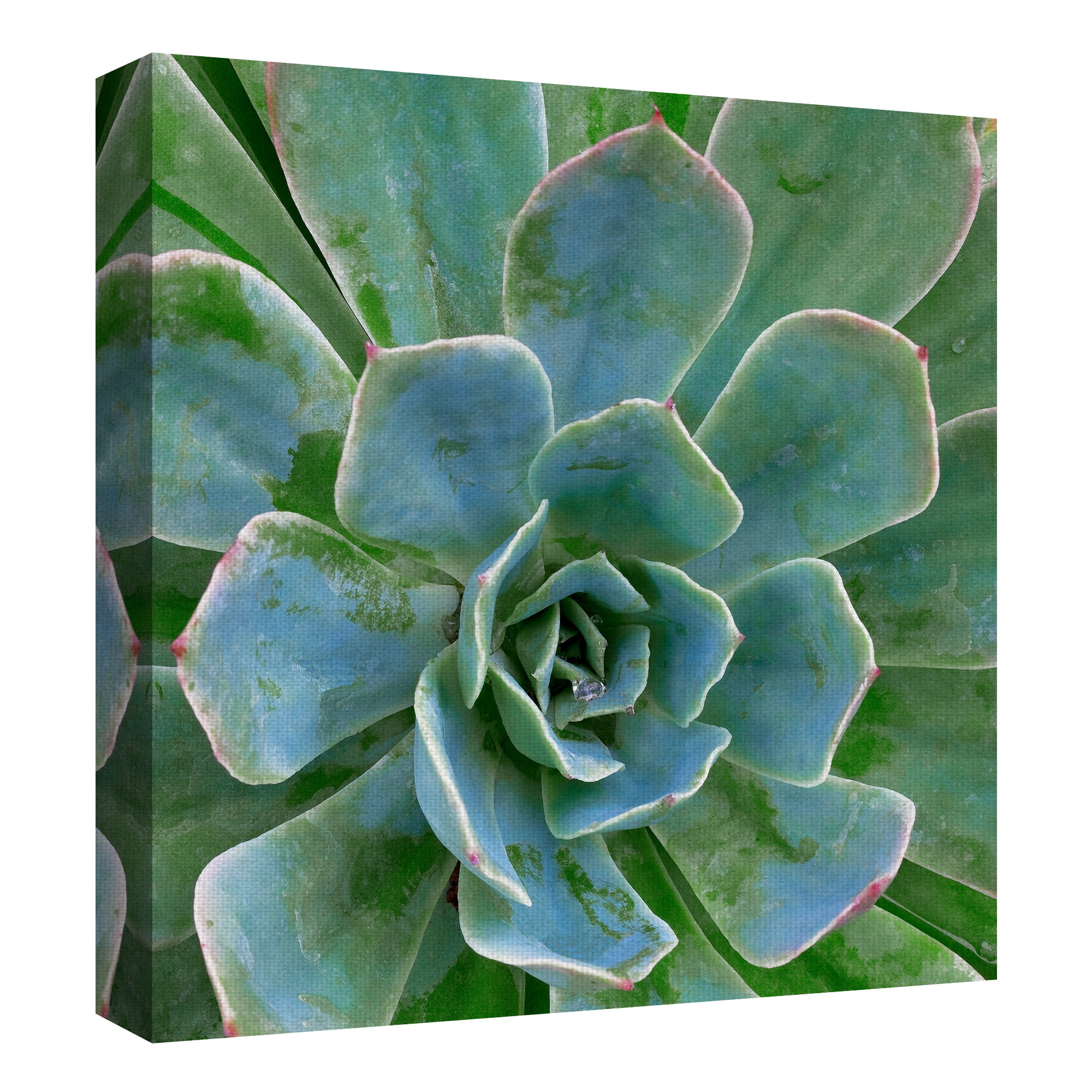Masterpiece Art Gallery Awakening Square Succulent by Robin Constable Hanson Canvas Photo Art Print 24" x 24"
