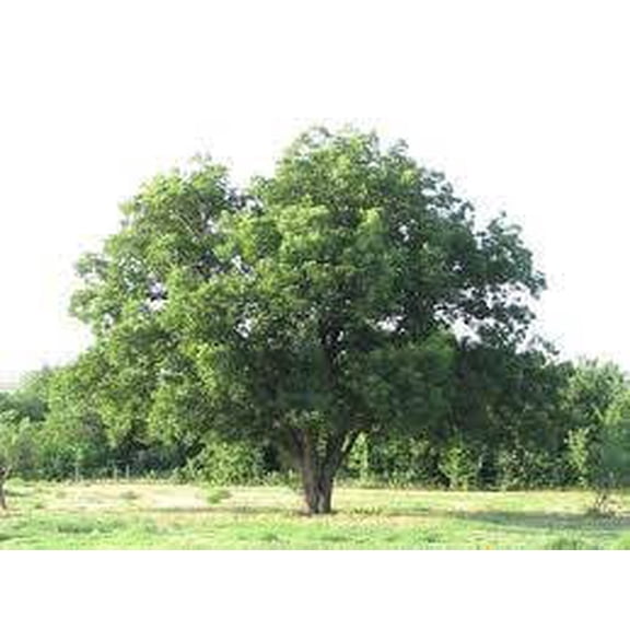 4 Southern Pecan Trees Bareroot 12-24"