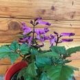 thumbnail image 3 of Plectranthus Mona Lavender Pink, 4" Plant, The Plant Farm, 3 of 3