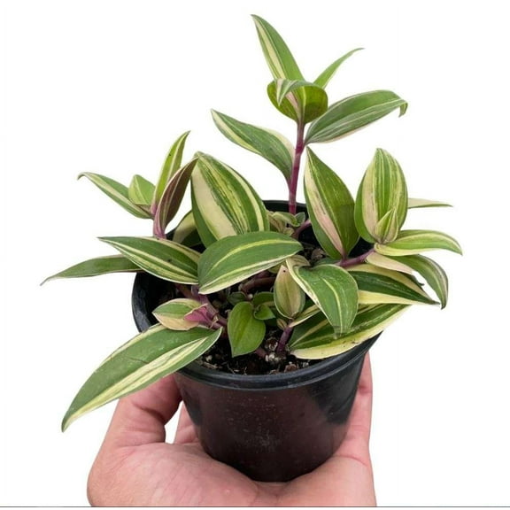 Tradescantia Tricolor Live Plant for Indoor | Different Houseplants in 4'' & 6'' Pot | Real House Plant Decor for Living Room, Office, Desk & Bathroom |  Wandering Jew