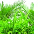 thumbnail image 4 of Jobe's Fern & Palm Indoor Fertilizer Food Spikes - 2 Packs of 30-Pack 5101, 4 of 5