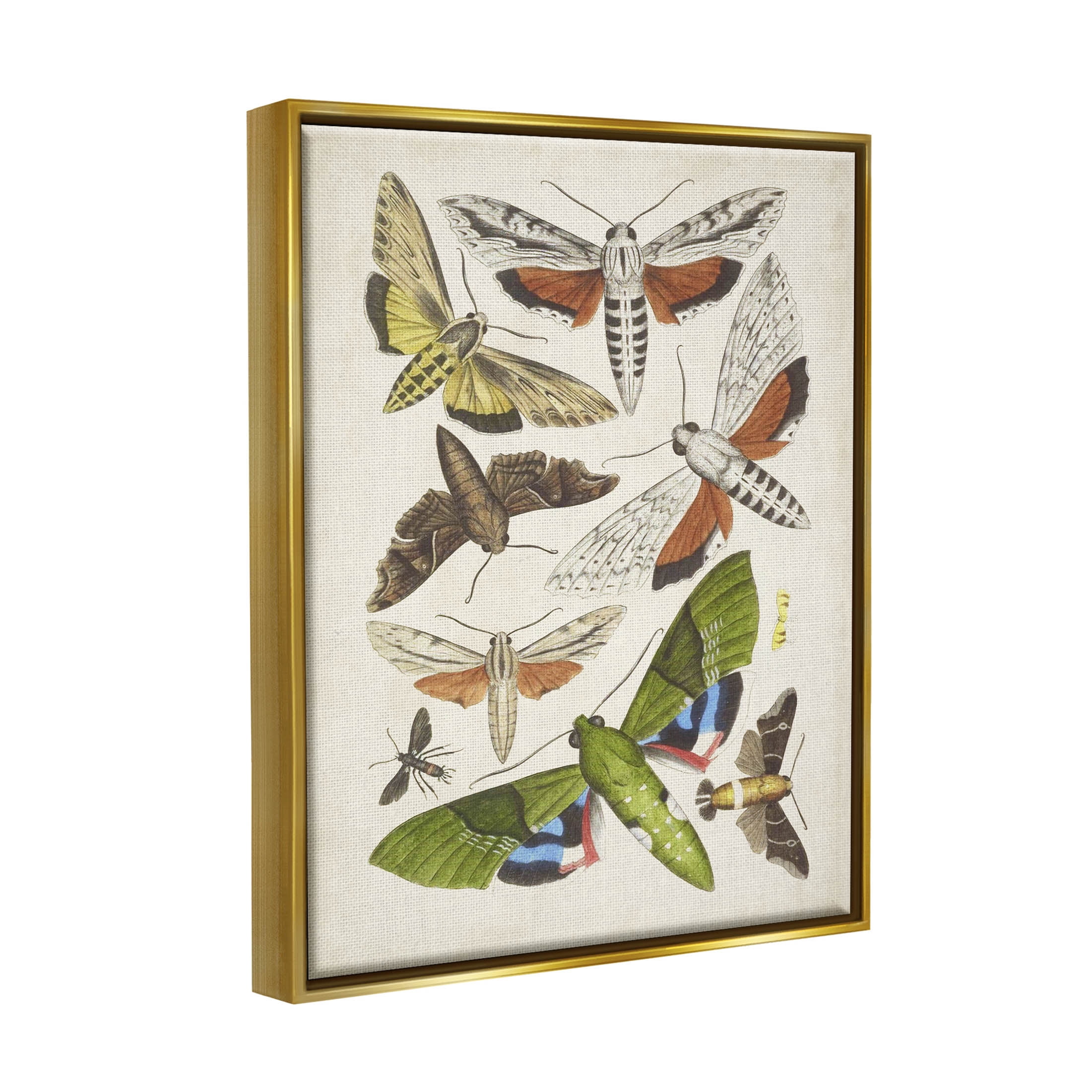 Stupell Industries Mixed Insects Moth Latin Studies Graphic Art Metallic Gold Floating Framed Canvas Print Wall Art, Design by World Art Group