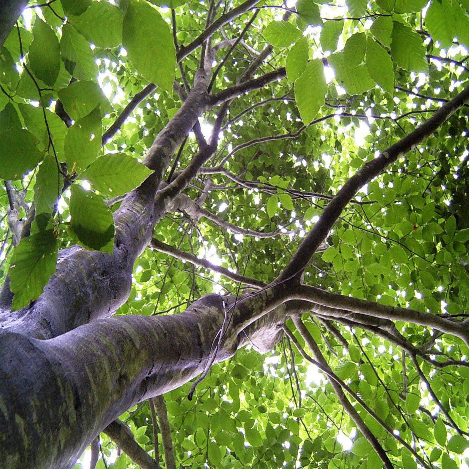 Expert Gardener 1-2' Beech Japanese in 1 gal. Grower Pot