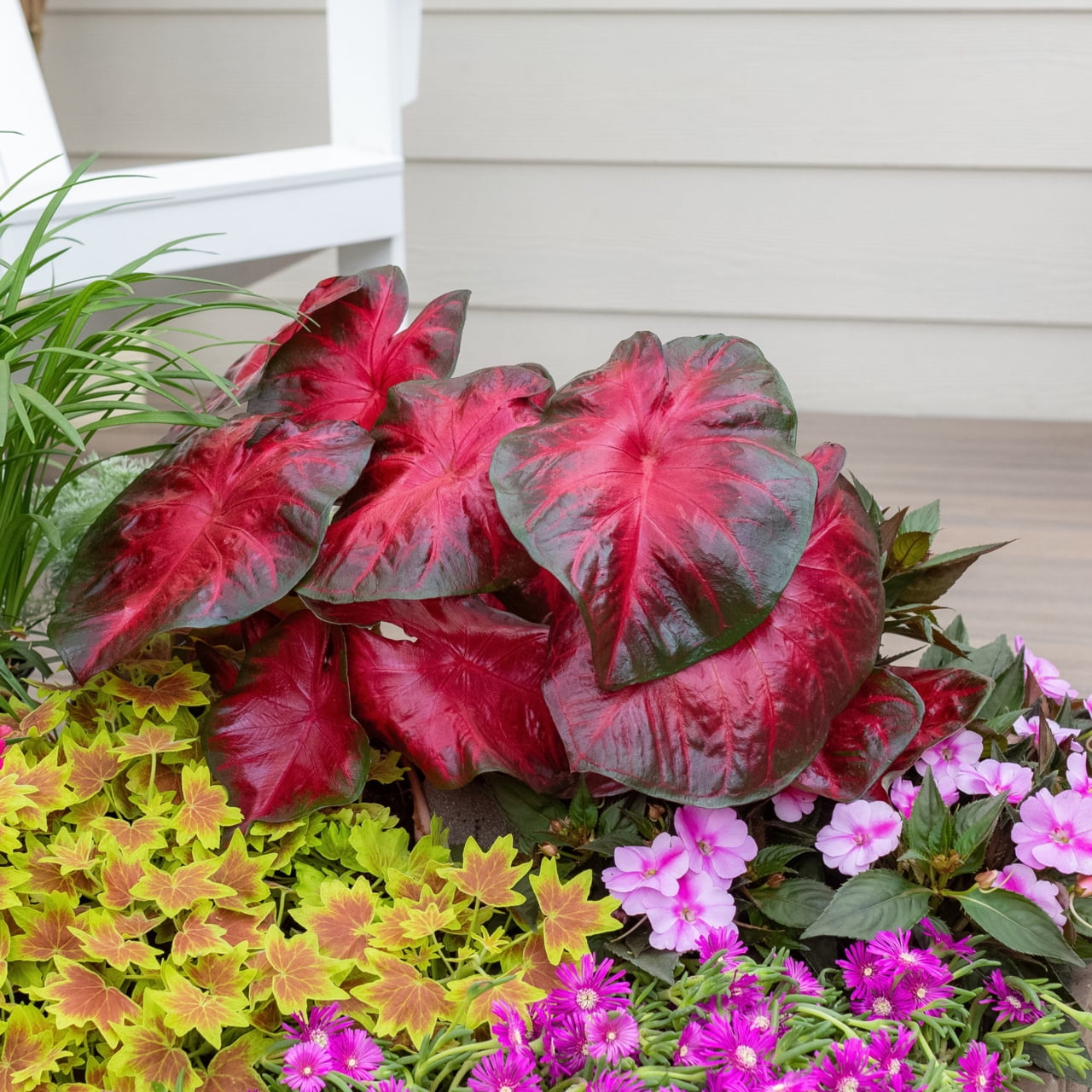 Proven Winners 2QT Multicolor Caladium Live Annual Plant Sun 3-Pack