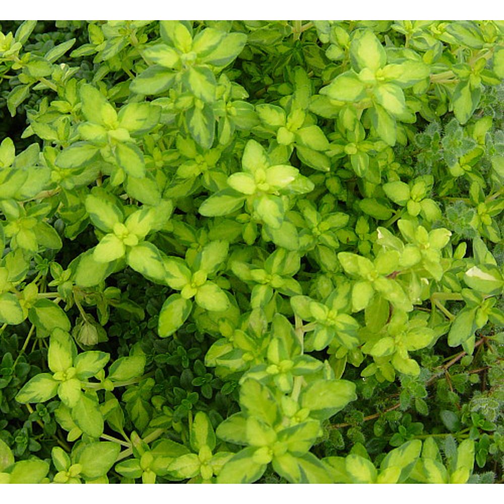 Wedgewood Thyme Plant Thymus 3" Pot Yellow/Green Foliage