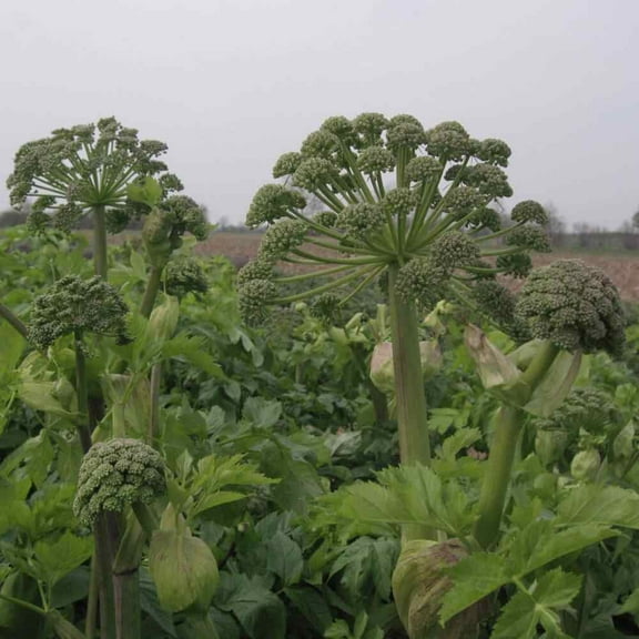 Garden Angelica Herb Plant Seeds - 2000 Seeds