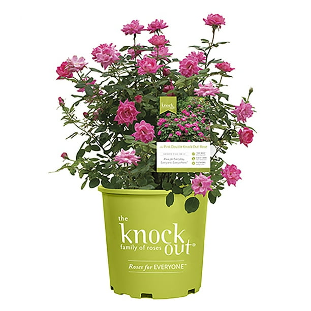 The Pink Double Knock Out® Rose Live Shrubs with Pink Blooms and Rich