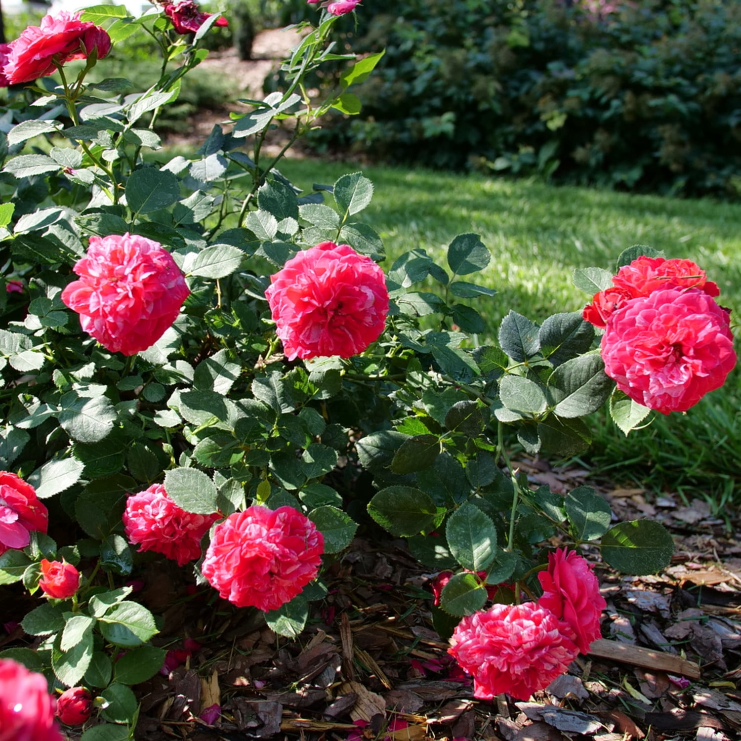 Proven Winners ColorChoice 5" Multicolor Oso Easy Red Stripe Landscape Rose Live Plant in 4.5" Pot (4 Count)
