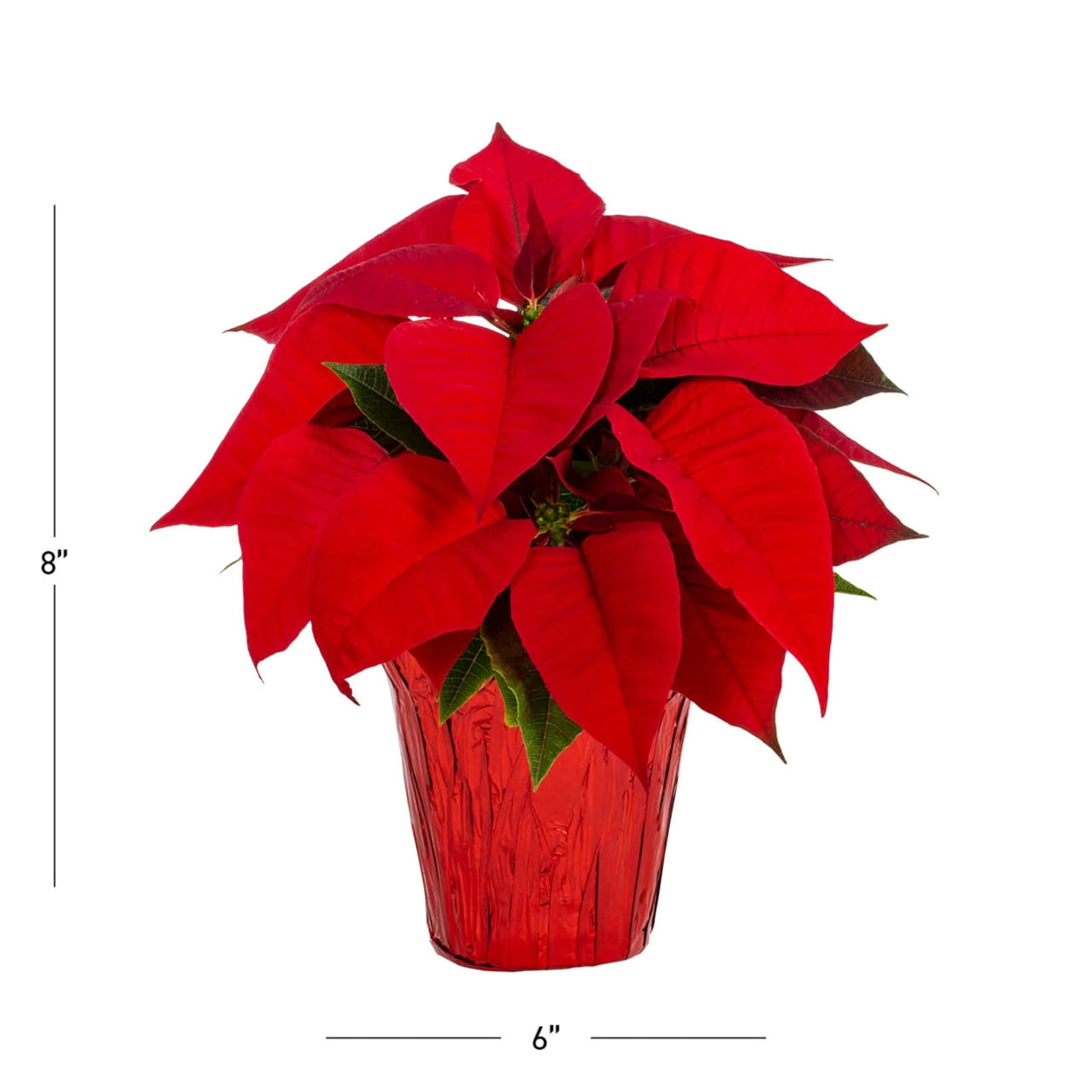 Expert Gardener Pint Red Poinsettia Live Plant Red Foil Cover Indirect Sun 6 Pack