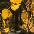 thumbnail image 2 of Tenoever, William 26x26 White Modern Wood Framed Museum Art Print Titled - Aspens In The Fall 11, 2 of 4