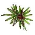 Altman Plants Neoregelia Rafael Bromeliad Houseplant & Perennial